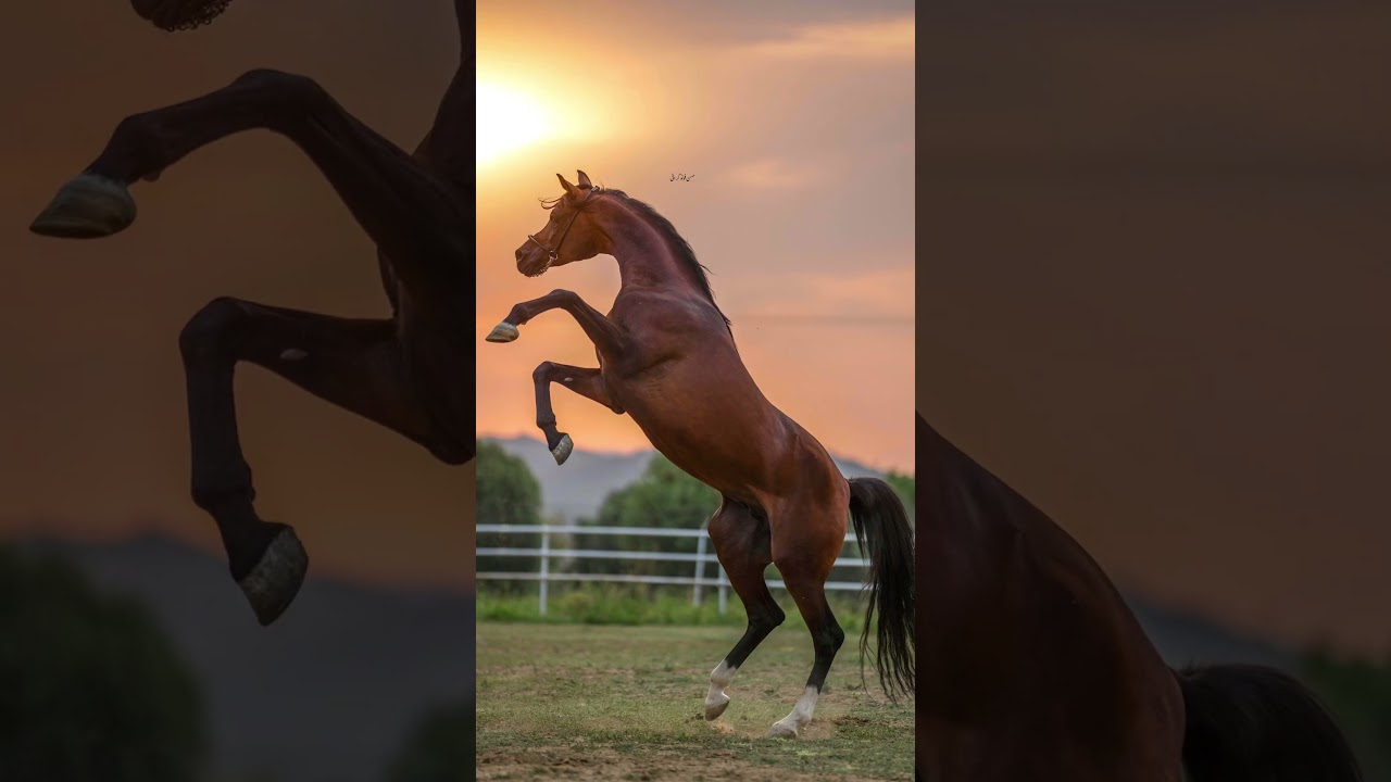 Power of Arabian horse #kfstables #arabianstallion #horse #animals #arabic #stallion #equestrian