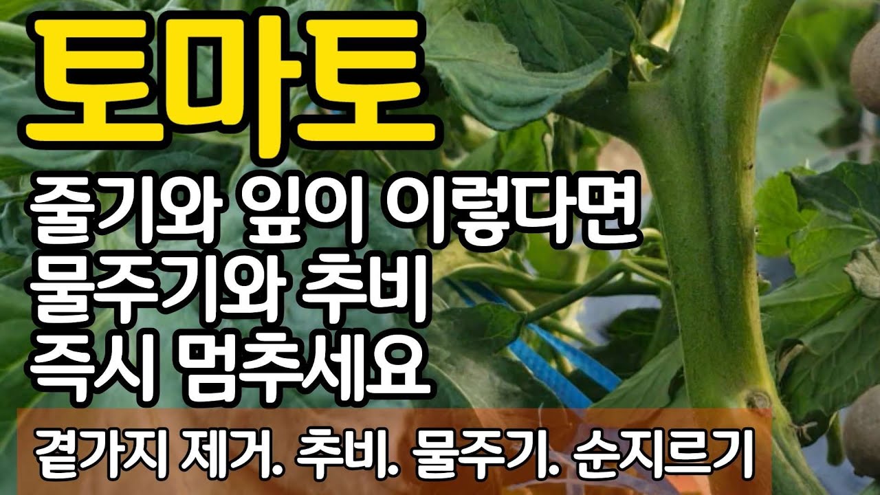토마토 줄기와 잎이 이렇다면 물주기와 추비 즉시 멈추세요 곁가지 제거. 추비. 물주기. 순지르기