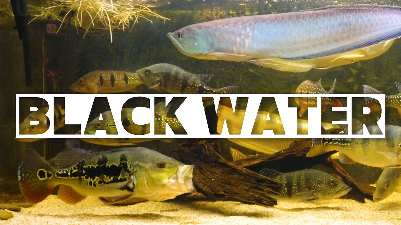 ブラックウォーターとは？