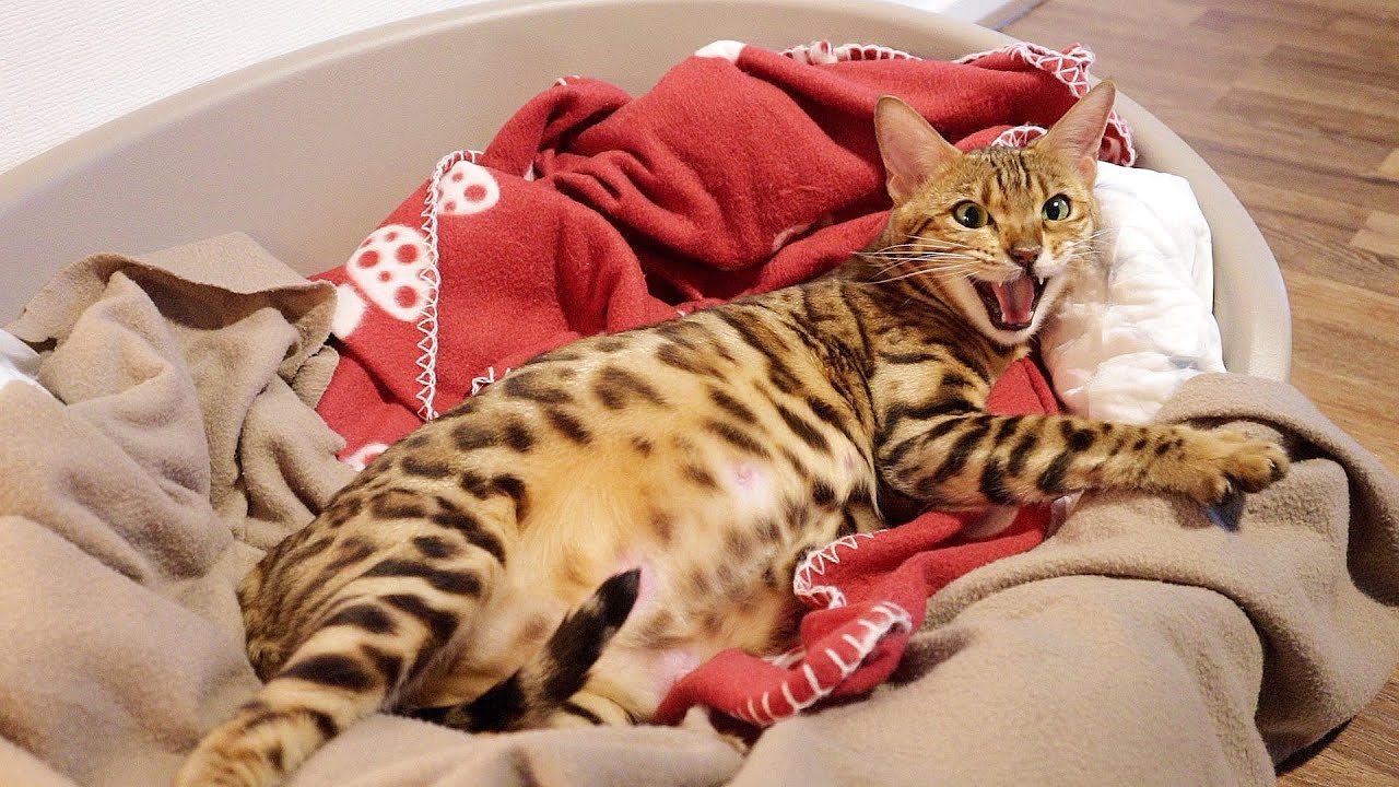 Pregnant Bengal cat in Labor Screams very Loud