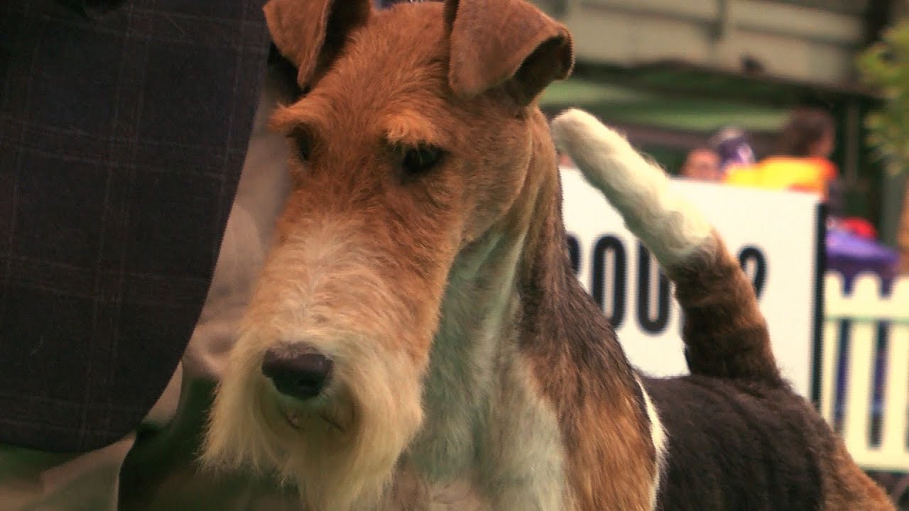 Birminhgm National 2015 - Terrier group FULL