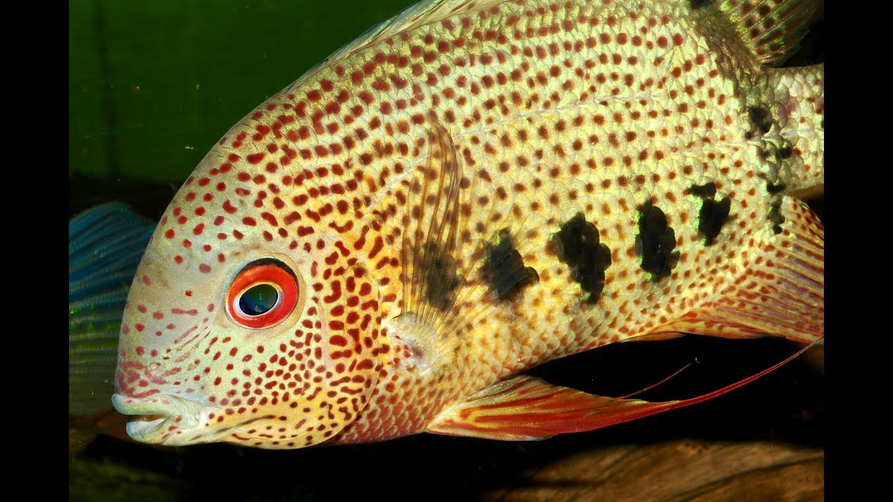 Heros notatus Rio Negro pair