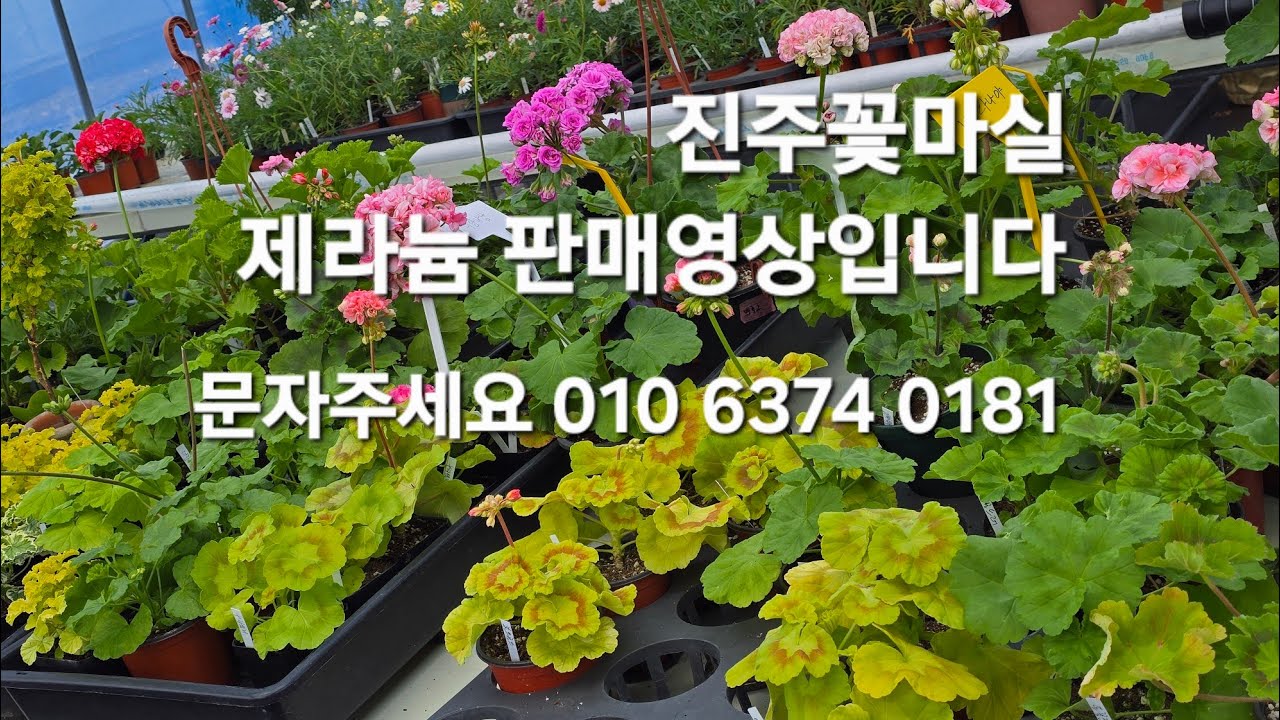 제라늄 판매영상입니다 