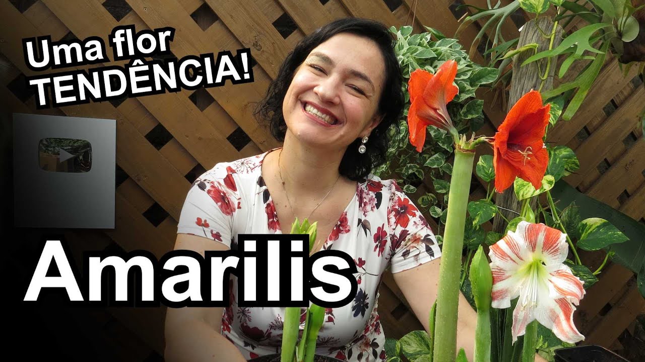 Como cultivar a flor Amarilis - Nova TENDÊNCIA!
