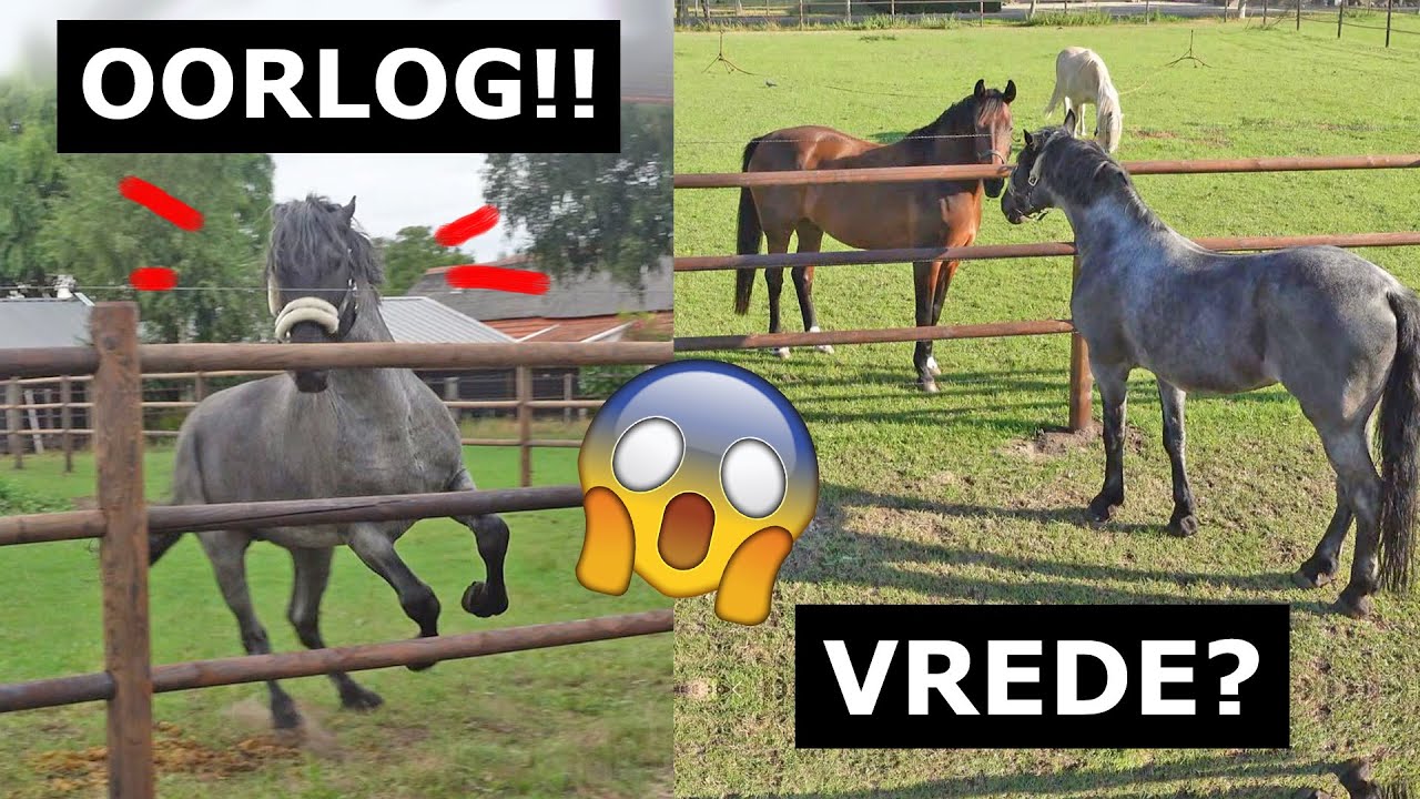 Mijn hengst voor het eerst op de wei en hij valt Guus en baby Jai aan.. Komt het goed?