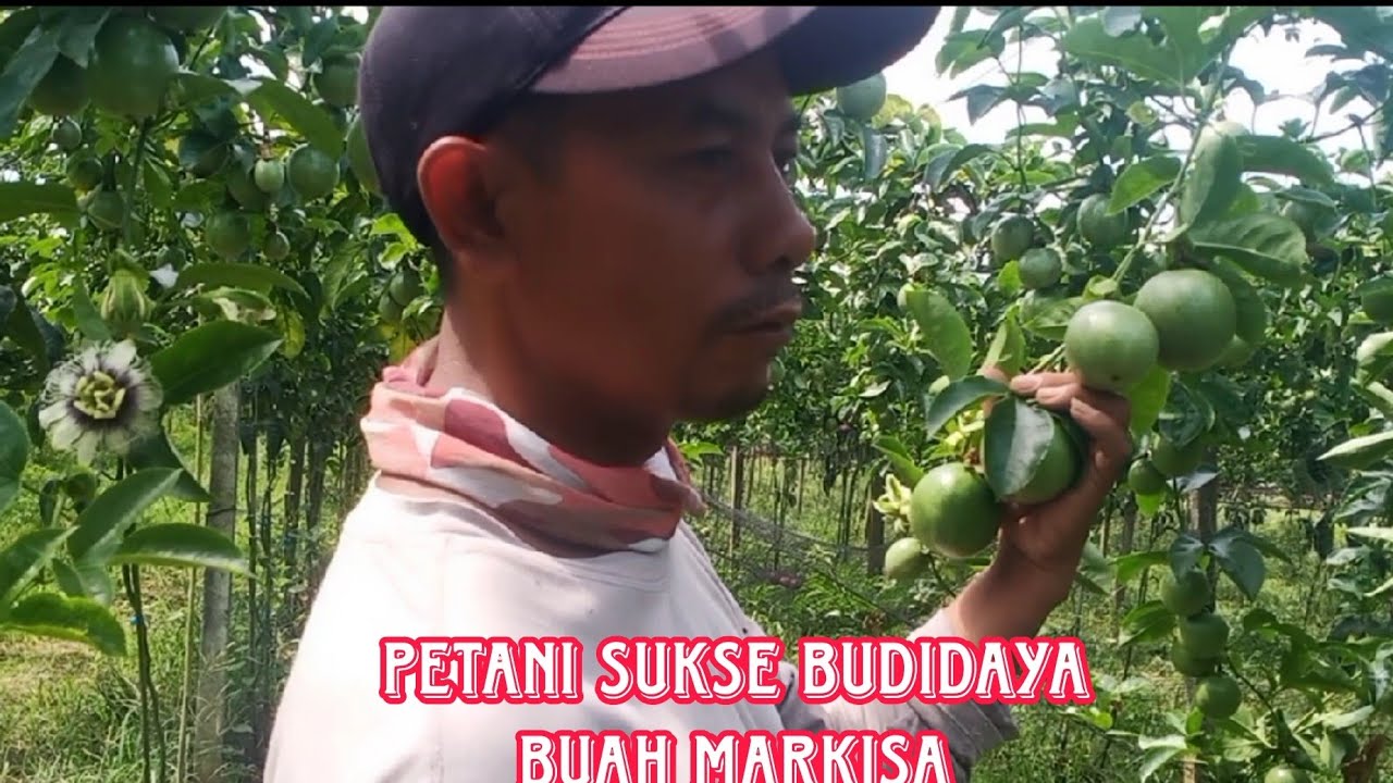 BINCANG BINCANG SAMA PETANI SUKSES BUAH MARKISA || #tenagakerjaindonesia