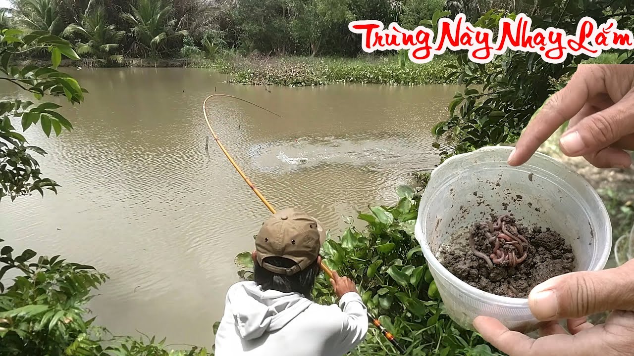 Đào Mớ Trùng Cơm Là Có Mồi Nhạy Giật Cá Rô Phi Mỏi Tay