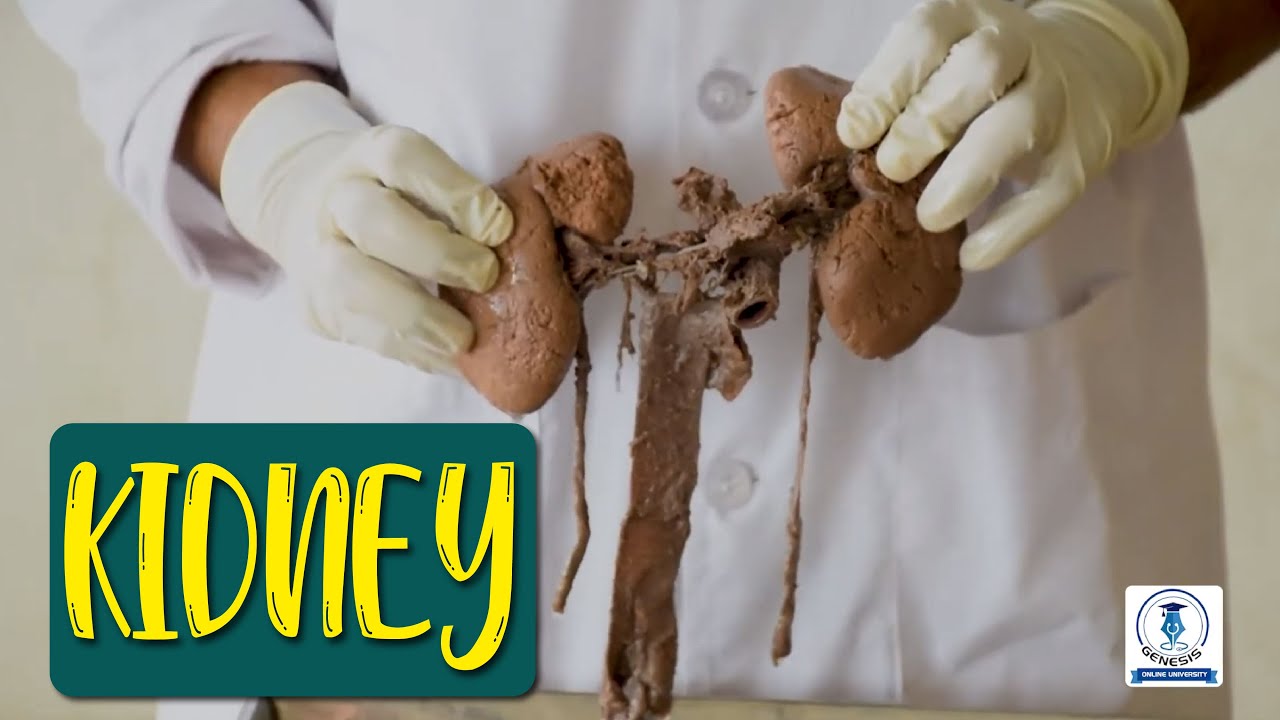 KIDNEY || VISCERA ANATOMY ||      MD. SHOYAIB PROJONMO(DMC)