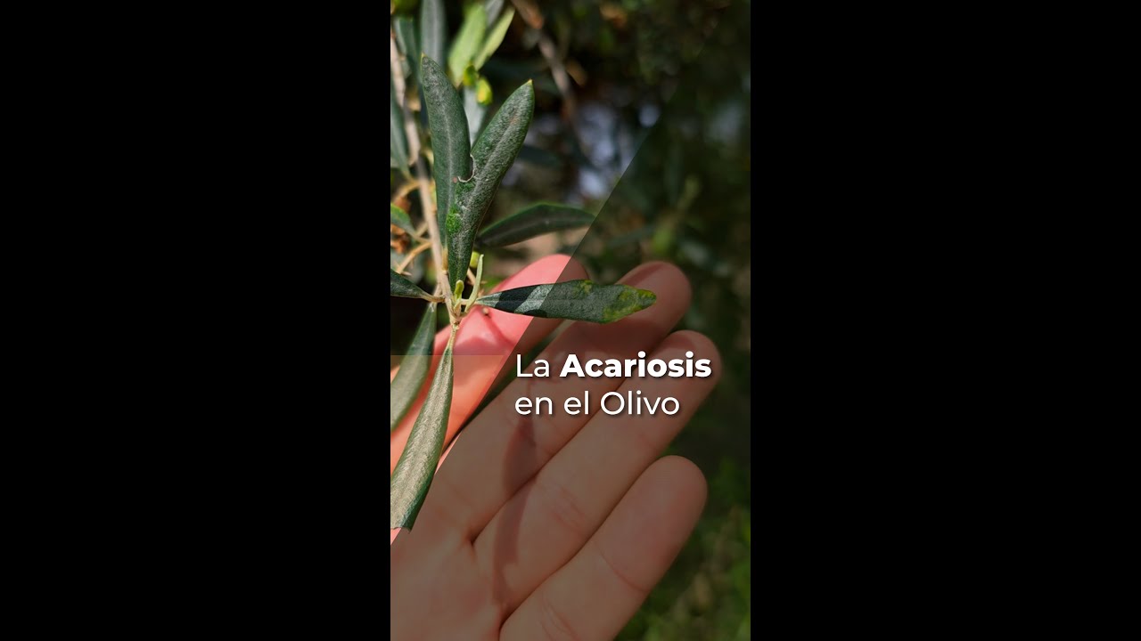 LA ACARIOSIS EN EL OLIVO