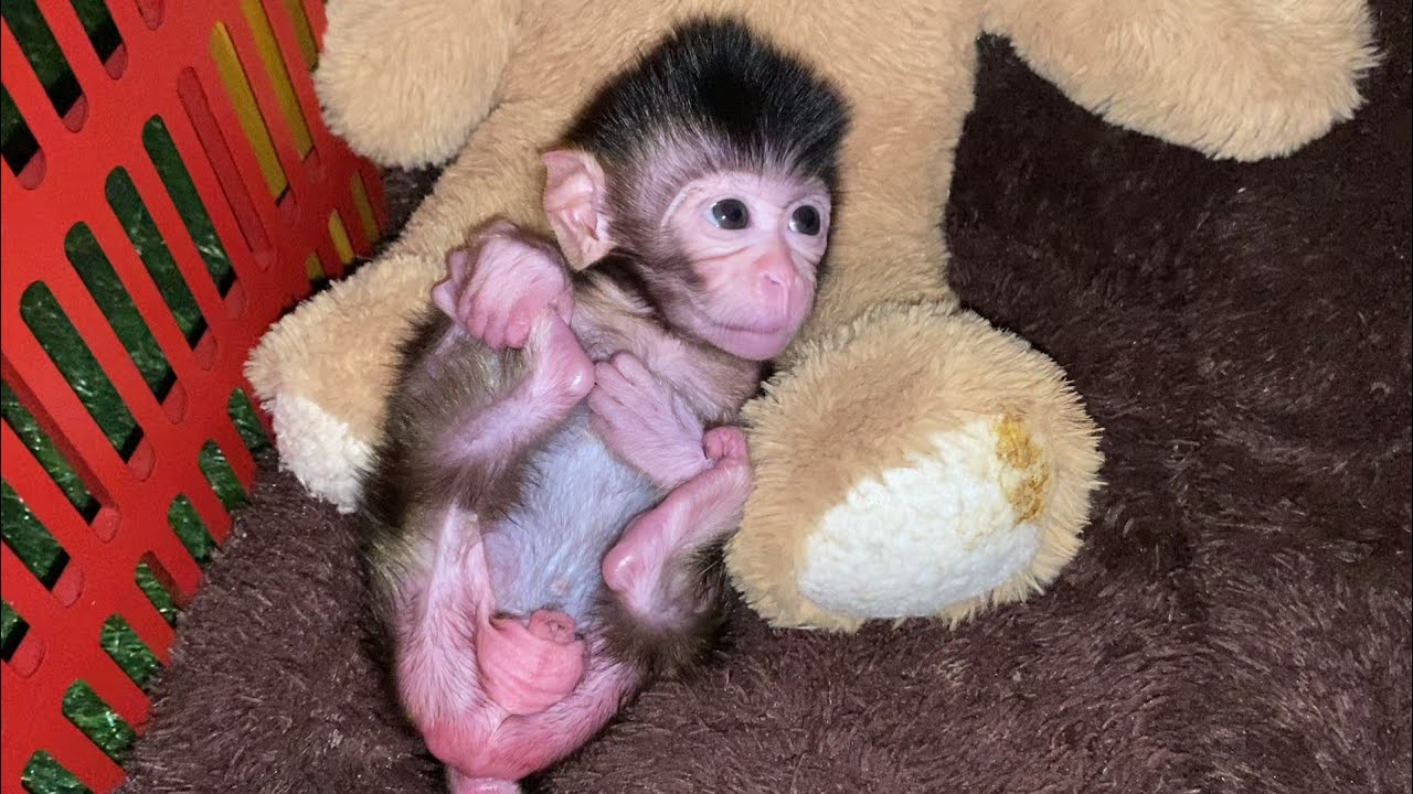 Newborn Baby Monkey Sucks Finger to Calm Itself Down
