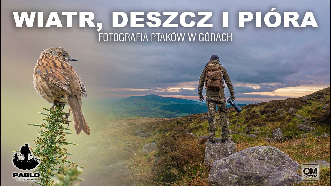 WIATR, DESZCZ I PI&Oacute;RA - Fotografia Ptak&oacute;w w G&oacute;rach // Dzika Irlandia // OM System