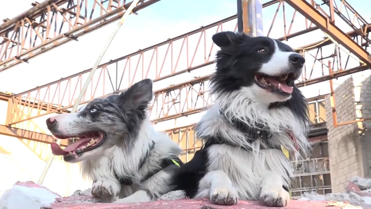 Entrenamiento de perros de rescate gana popularidad en México debido a terremotos