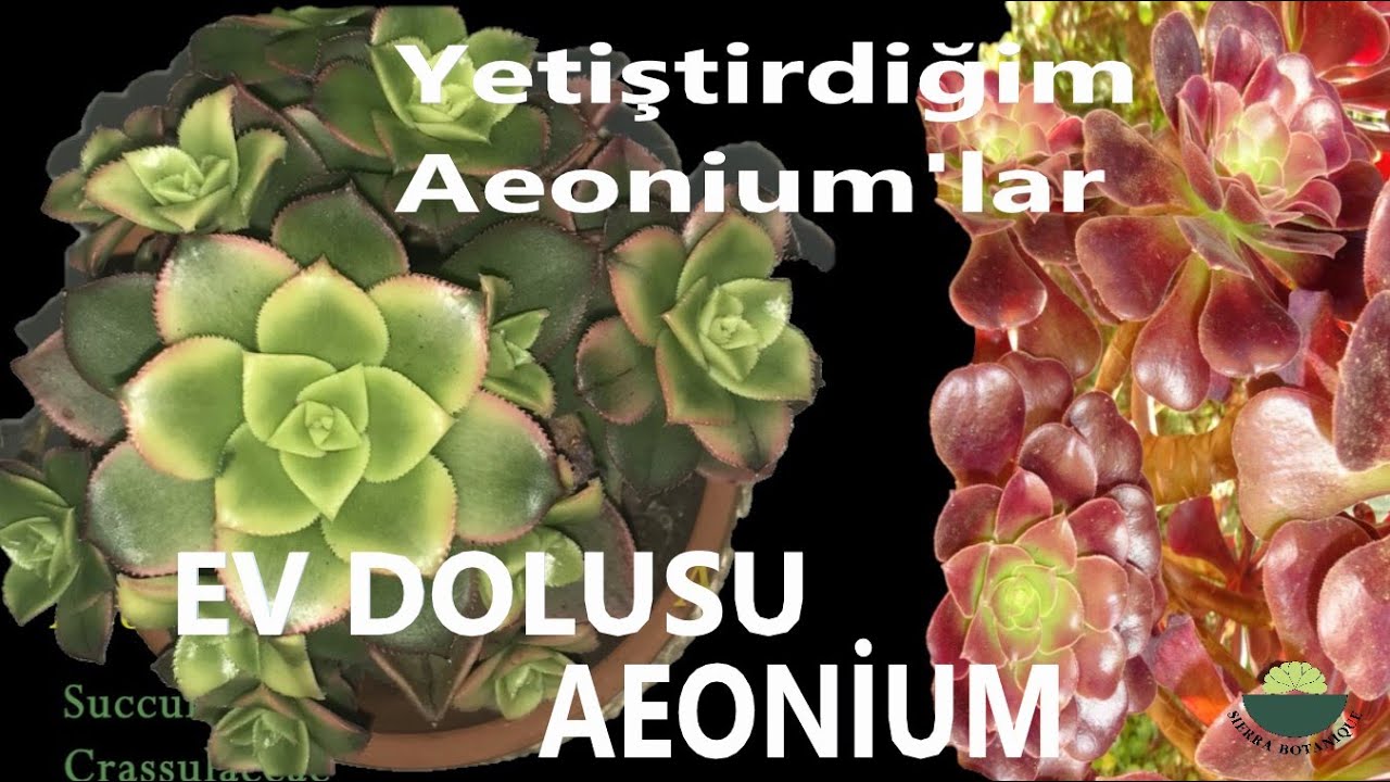 EV DOLUSU AEONİUM ÇEŞİTLERİM -Çoğaltıp Yetiştirdiklerim -Bakımı -Sukulent Türlerinin En Gösterişlisi