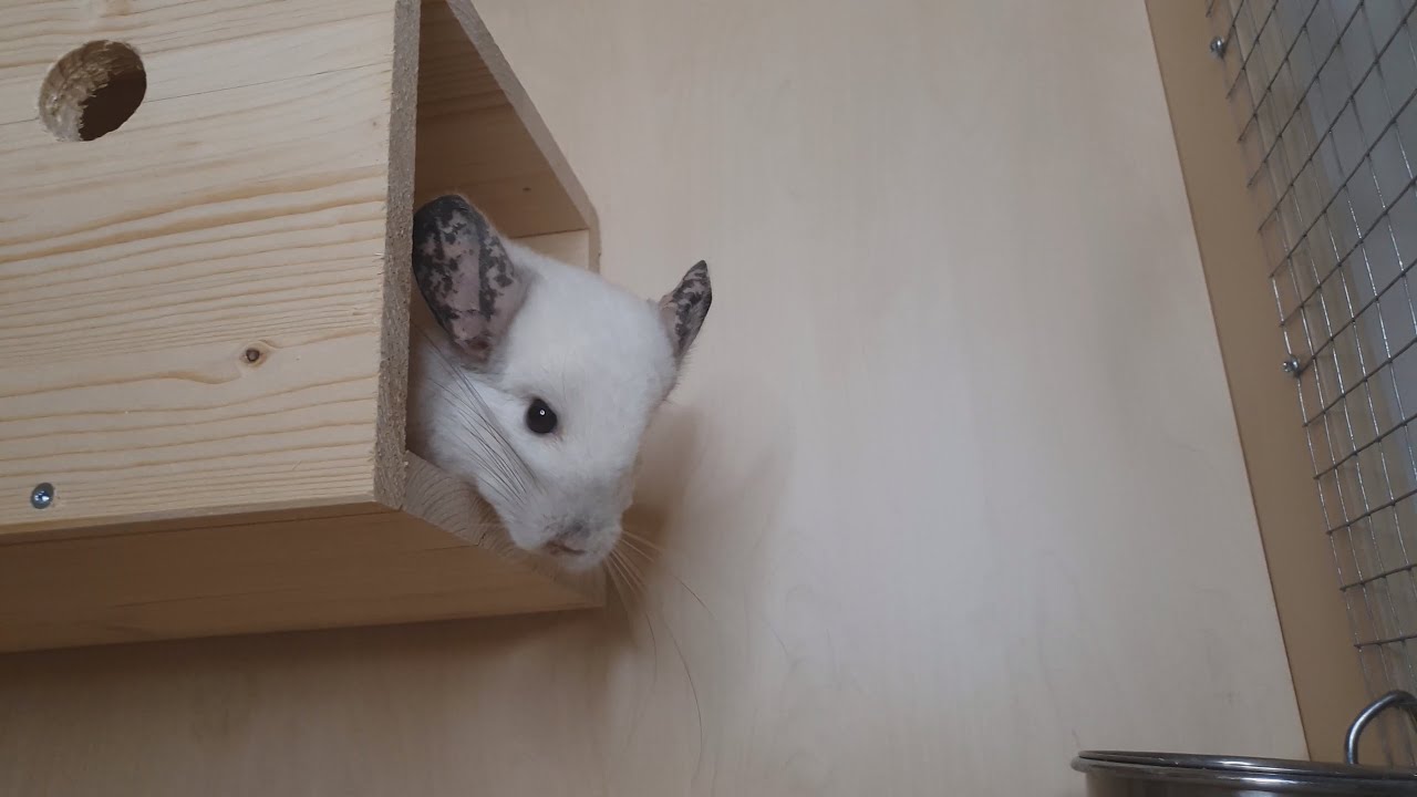 DIY Chinchilla Tunnel for Cage – Easy & Fun Build