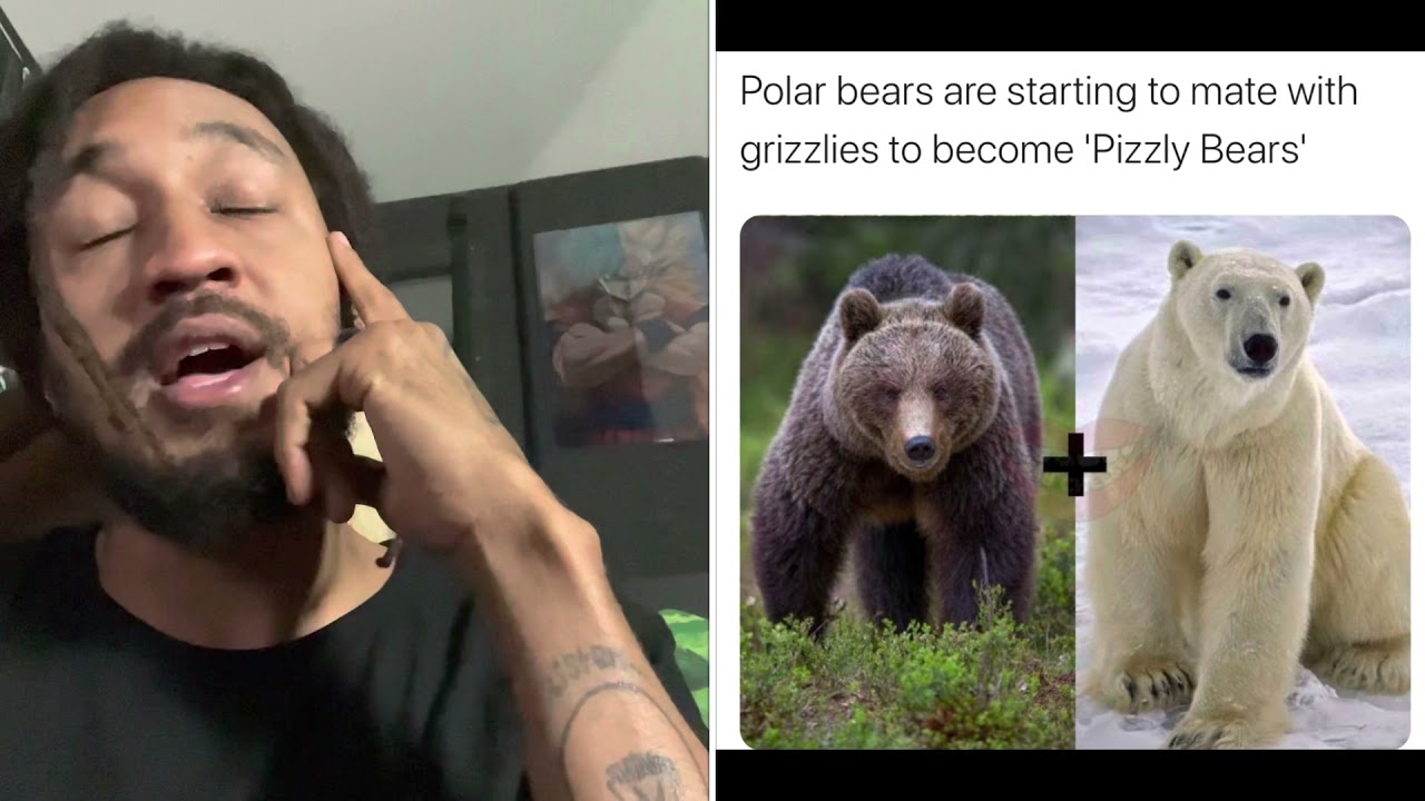 Новые животные: мишки-пицци (гибридные животные) 😳🐻 #PatGeo