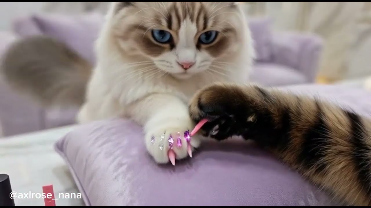 청담동 네일 아트 샵에 온 고양이  A cat at a nail art shop