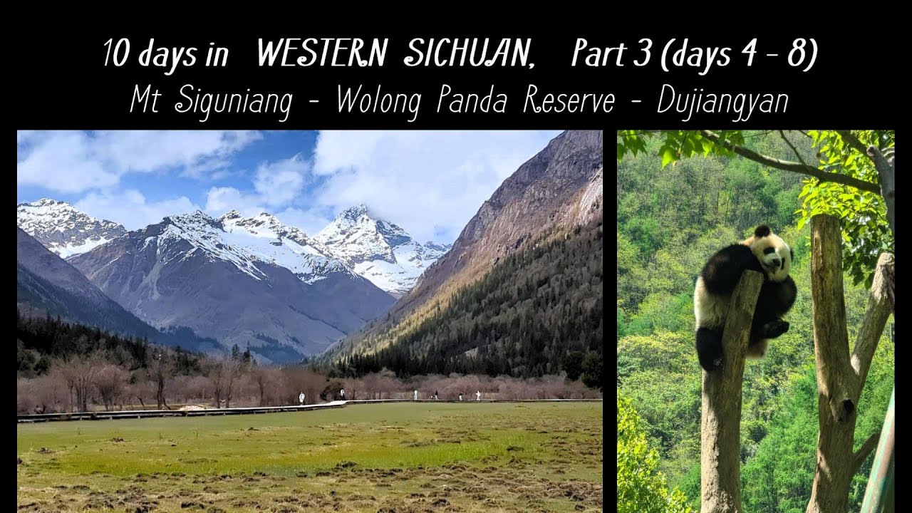 10 DAYS IN WESTERN SICHUAN,  PART 3(DAYS 4 - 8):    Mt Siguniang - Wolong Panda Reserve - Dujiangyan