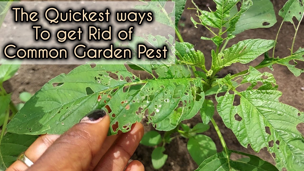 8 Ways to easily get Rid of Common Pests in Your home garden without doing too much