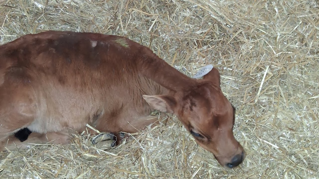 Meet our new baby cows.