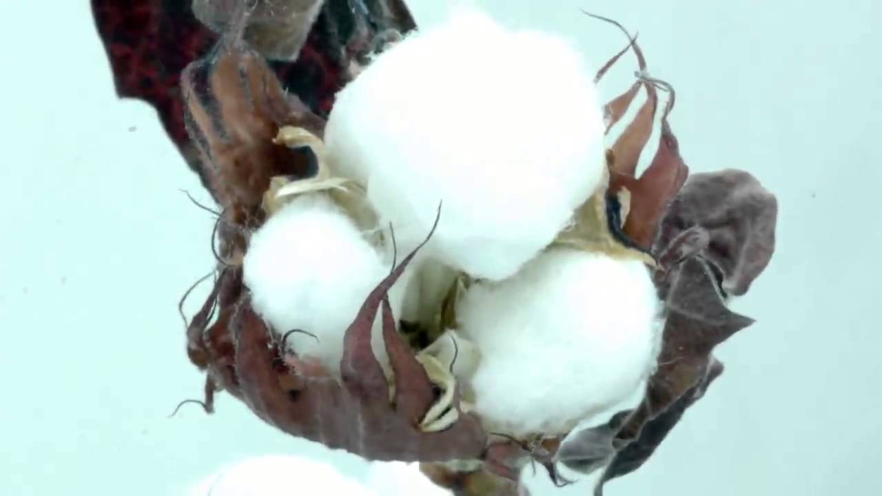 Cotton boll popping open.