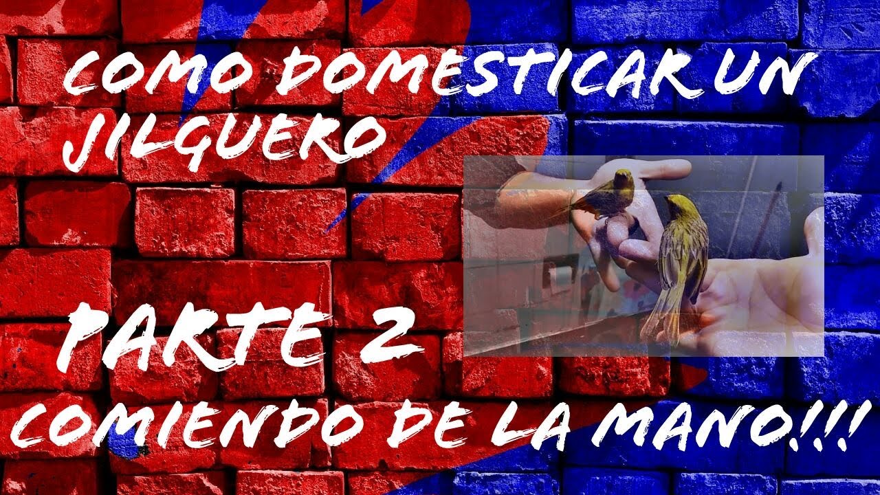 PARTE 2 - Como amansar y domesticar un jilguero para que cante en la mano (sicalis flaveola)