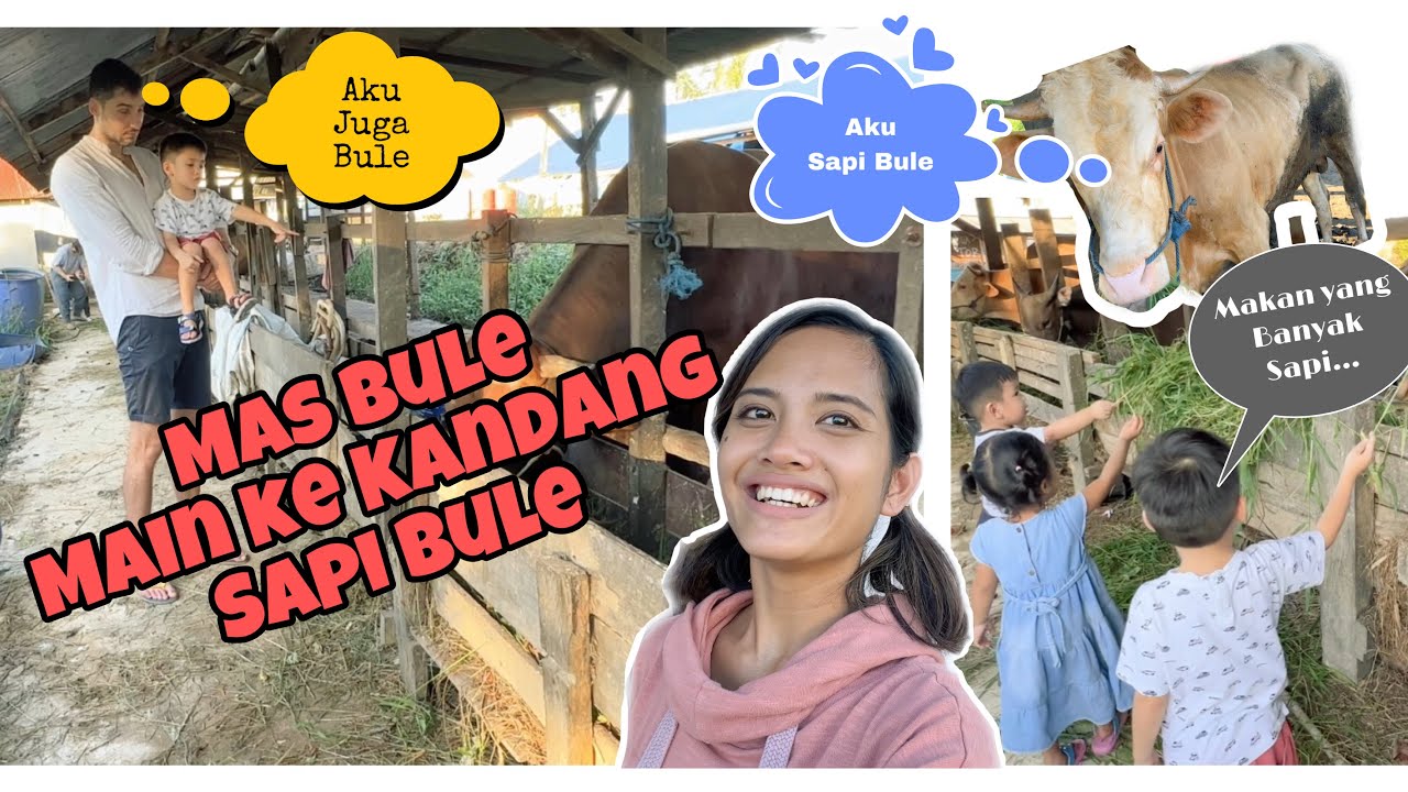 Mas Bule Main Ke Kandang Sapi Bule 😂 Ternyata ada Kesamaan  Sapi Bule dengan Mas Bule 😅