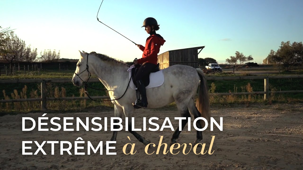Cheval stressé : désensibilisation extrême en selle
