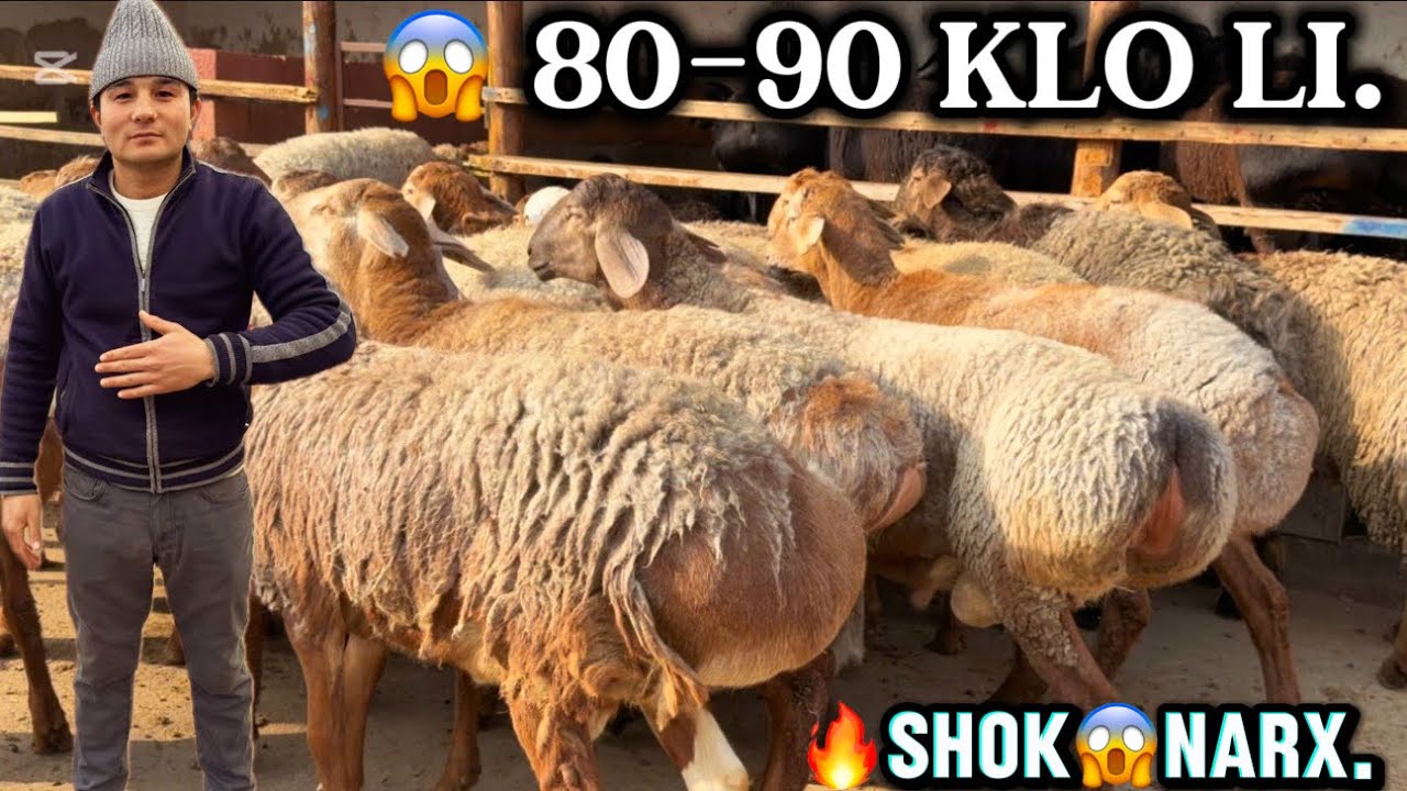 😱 80-90. klo DAXSHAT XISRI LAR KELDI            ✅ TAROZIGA ,🔥REKORT NARX.