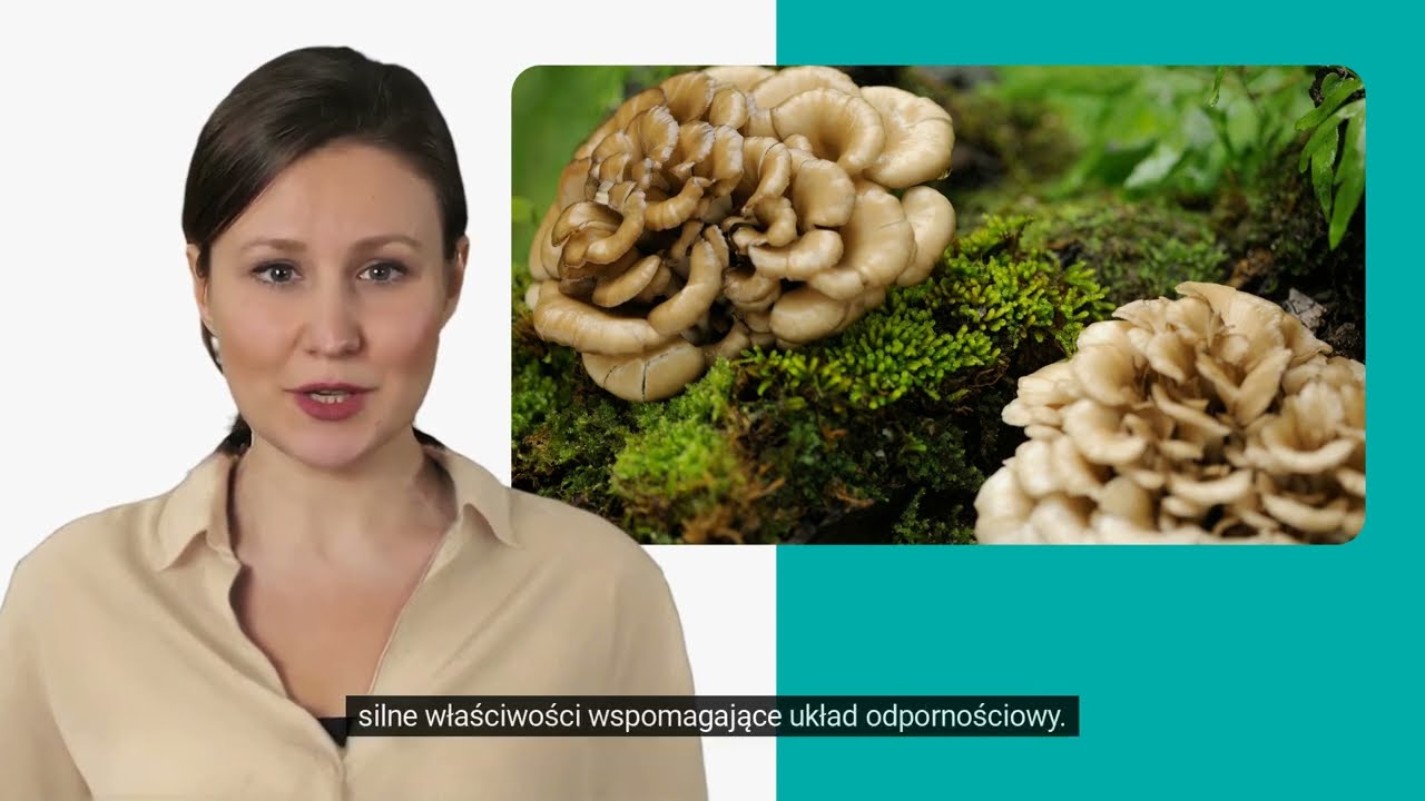 Maitake, &bdquo;tańczący&rdquo; grzyb w trosce o zdrowie &mdash; Wirtualny Asystent 🤖