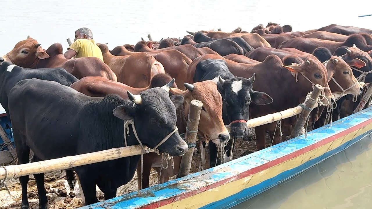 cow unloading cow videos cow video big cow goru hamba cow 594