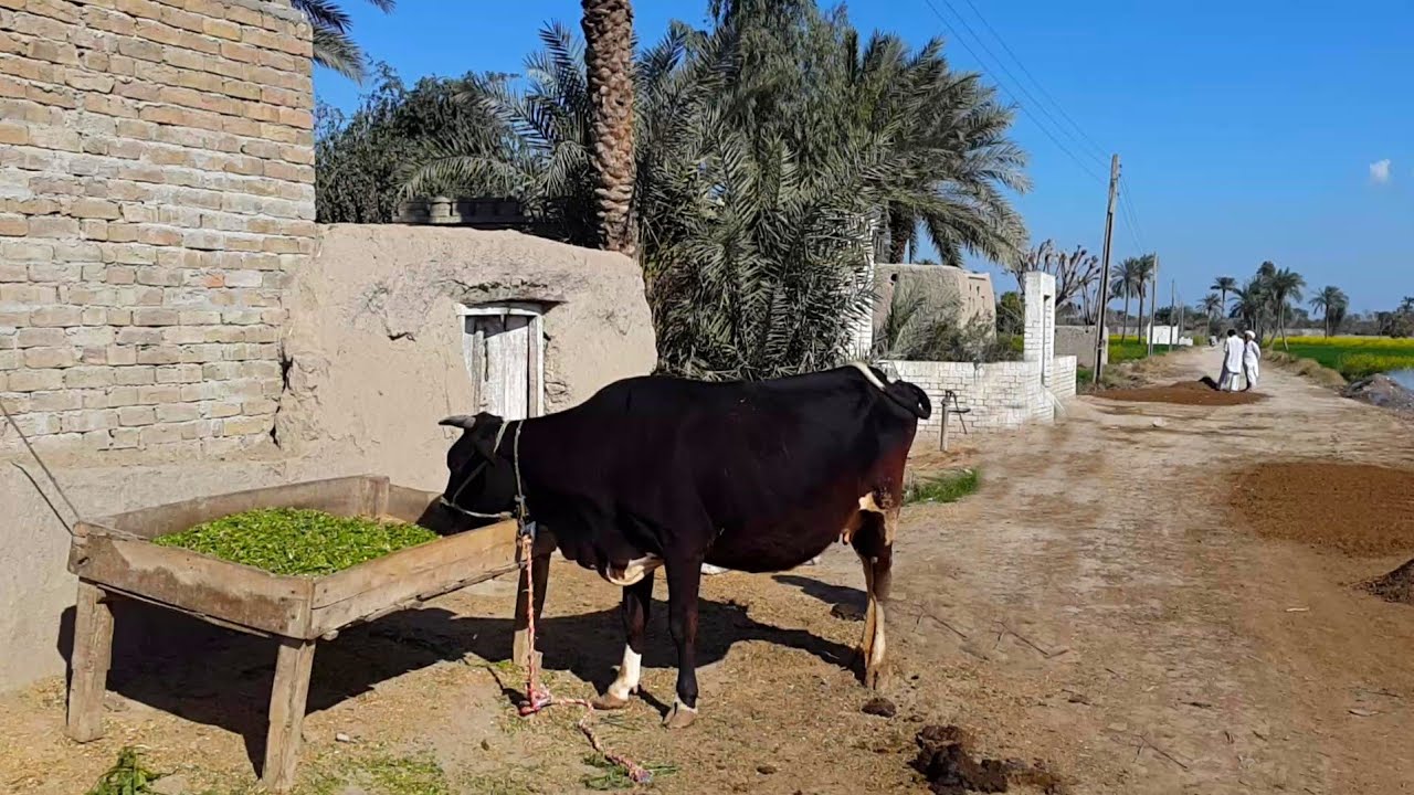 A Pakistani Village Tour In Punjab | District Dera Ghazi Khan Pakistan