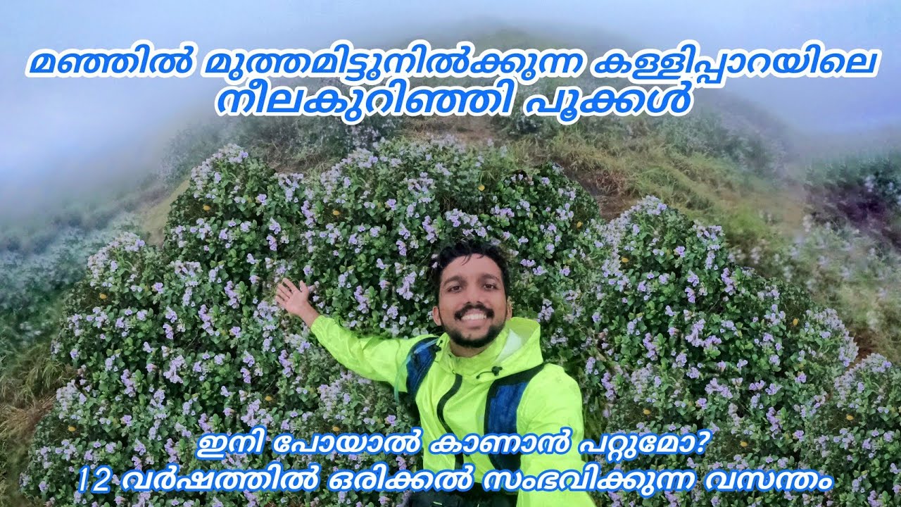 Neelakurinji blooming at kallipara | Kallipara Neelakurinji | Strobilanthes kunthiana | Neelakurinji