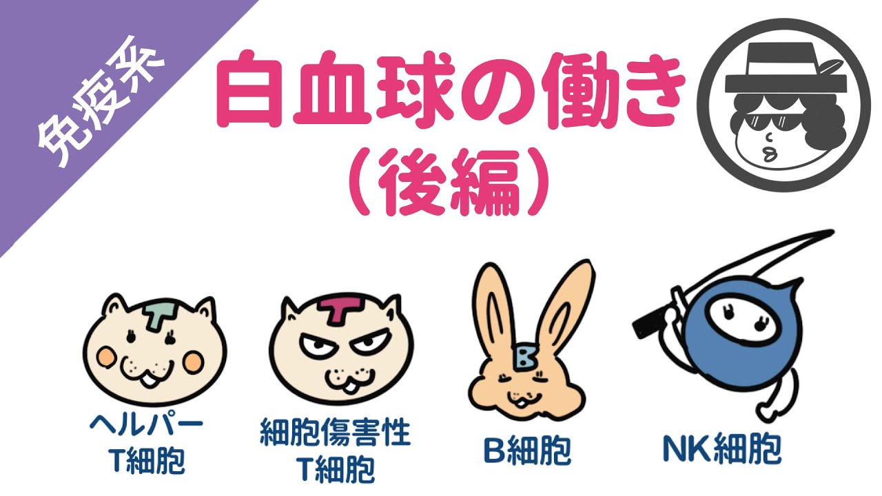 白血球の種類と働き【後編】