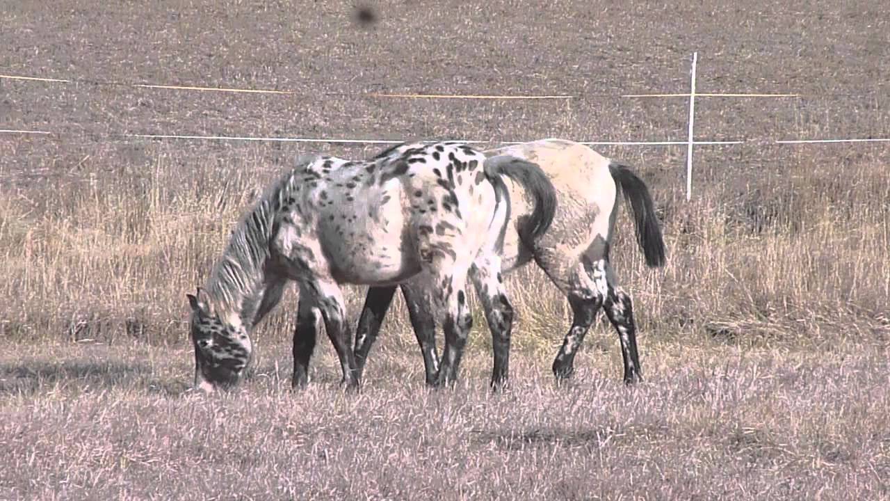 Time to turn out the Spotted Ponies