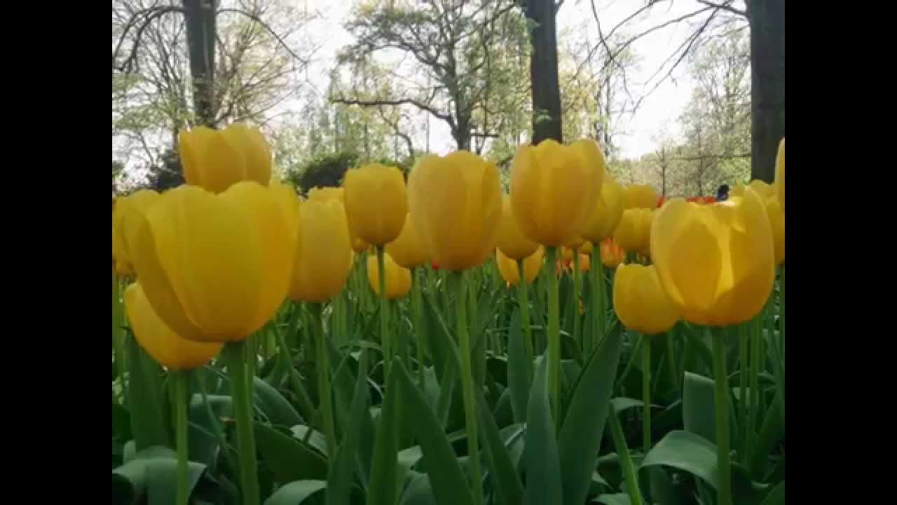 Keukenhof 2014 荷蘭鬱金香公園