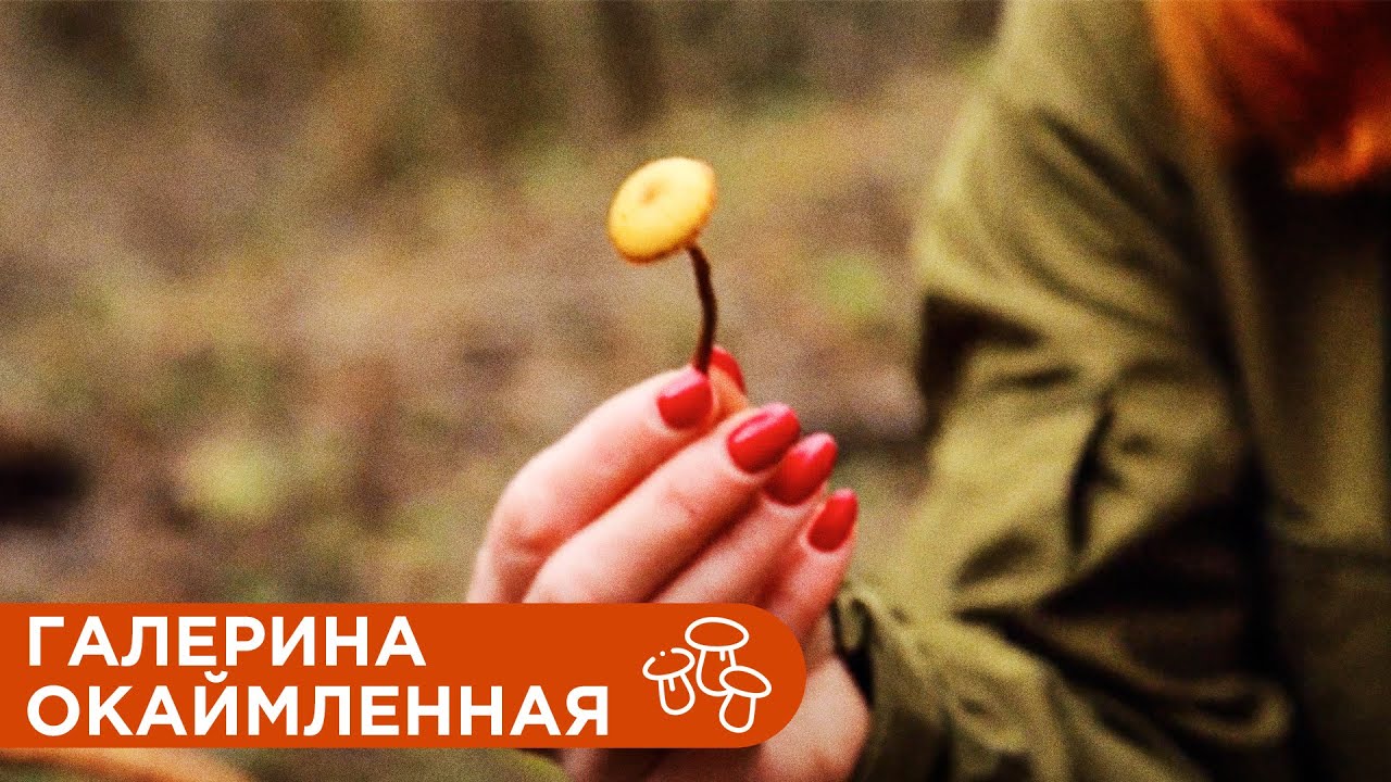 Очень Ядовитый Гриб Галерина Окаймленная.