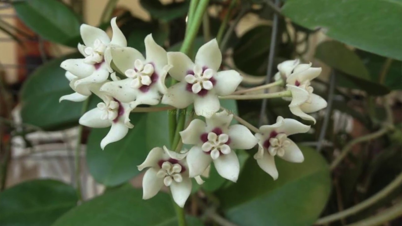 Flor de Cera conhecem? Apresento lhes esta maravilha agora!!!
