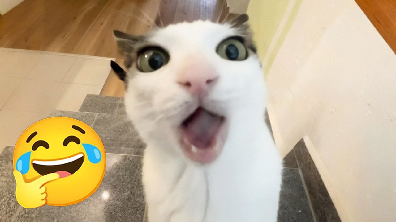 You Laugh, You Lose! 🤩 Funny Cat Videos 2026 🥝 #funnycats #funnydogs #animals