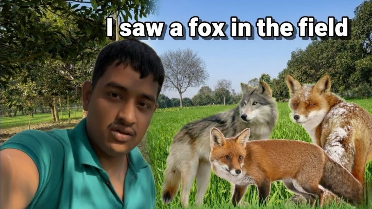  Didn’t Expect This… Fox in The Field 😱🦊 | Village Vlog