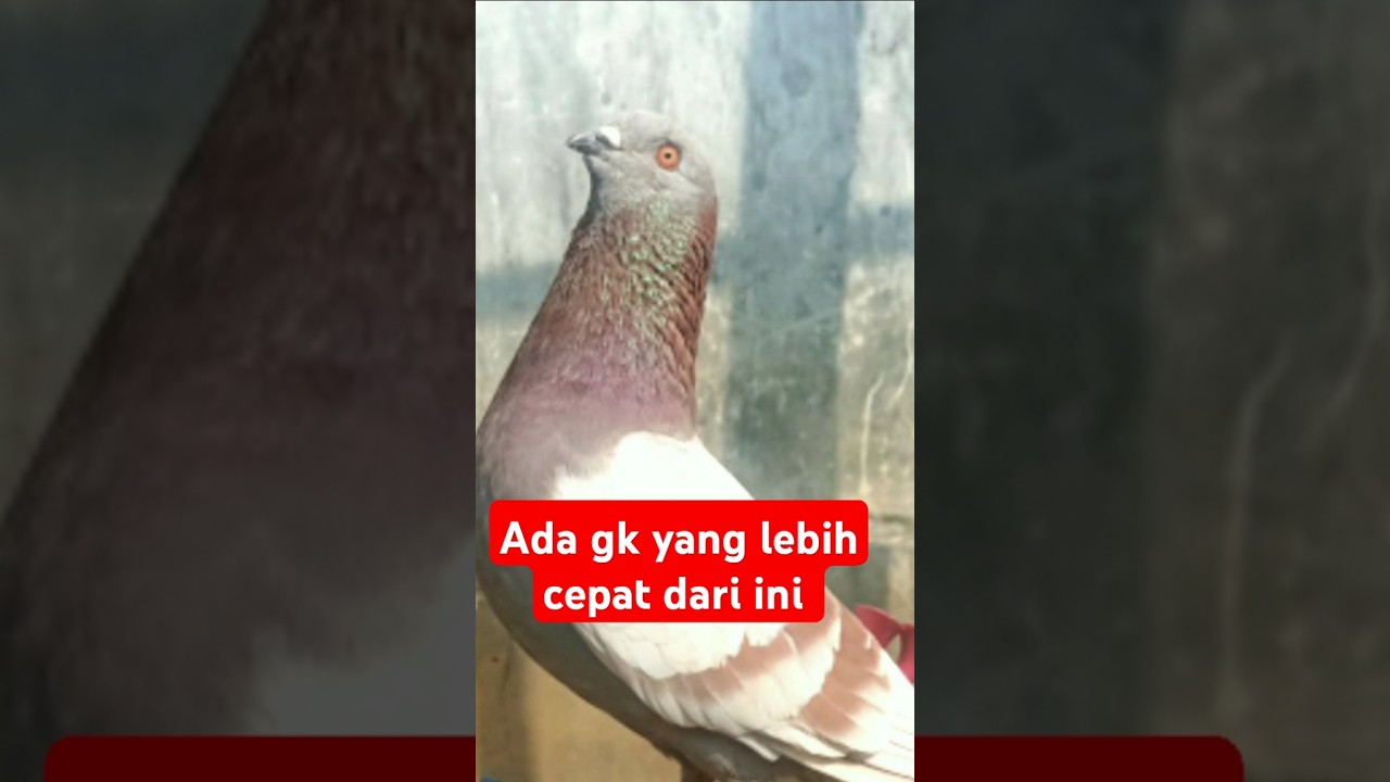 Merpati tinggian Cilacap, ada gk yang lebih cepat dari ini #shorts #merpatiku #burungdara