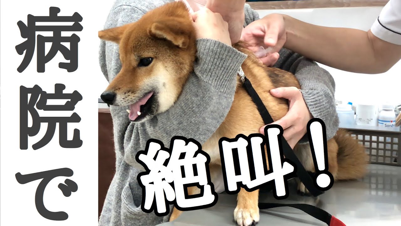 【病院苦手な柴犬姉妹】採血と注射と肛門腺絞りでガタブルで絶叫！頑張りました。