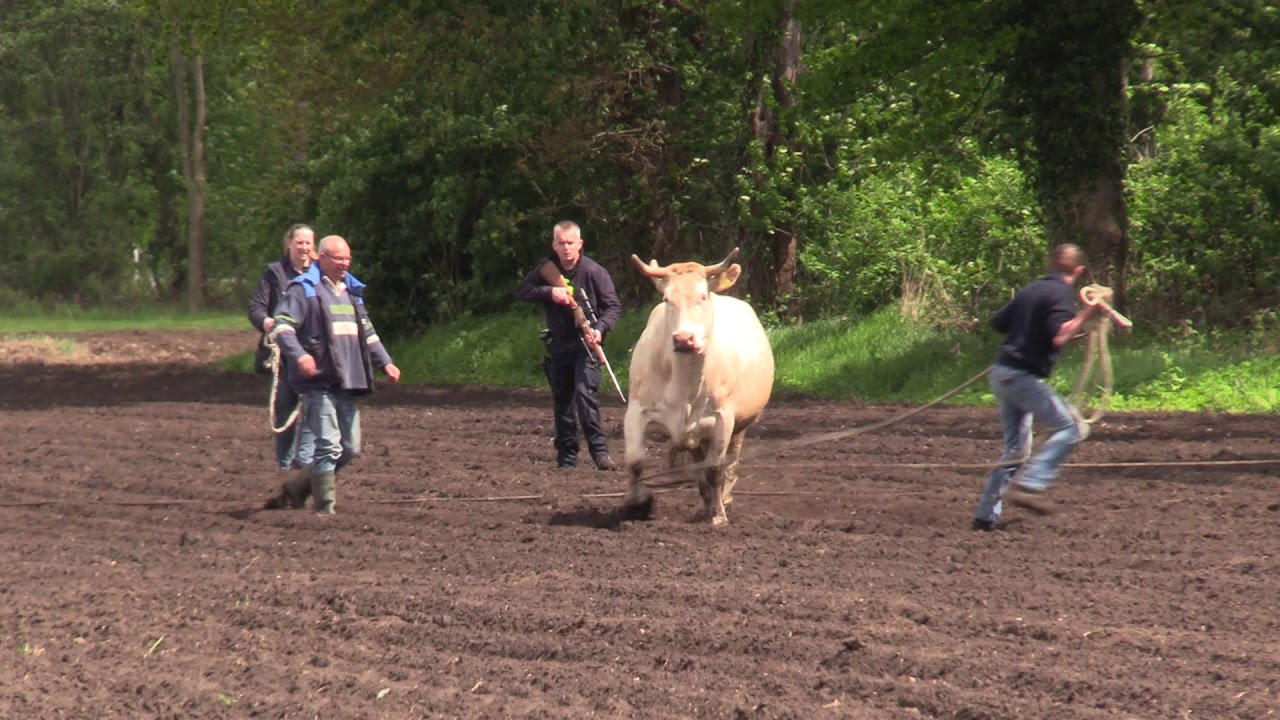 Koe losgebroken in Eext 