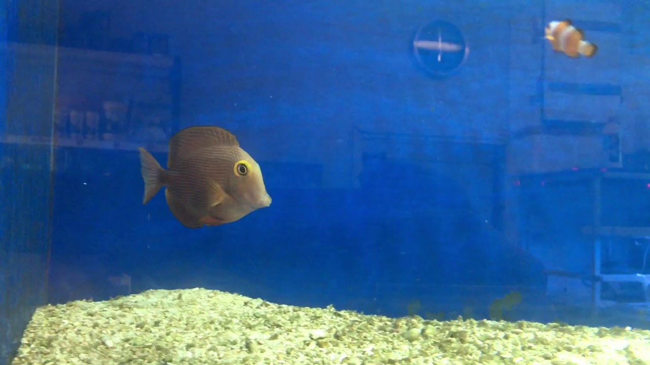 Ctenochaetus strigosus