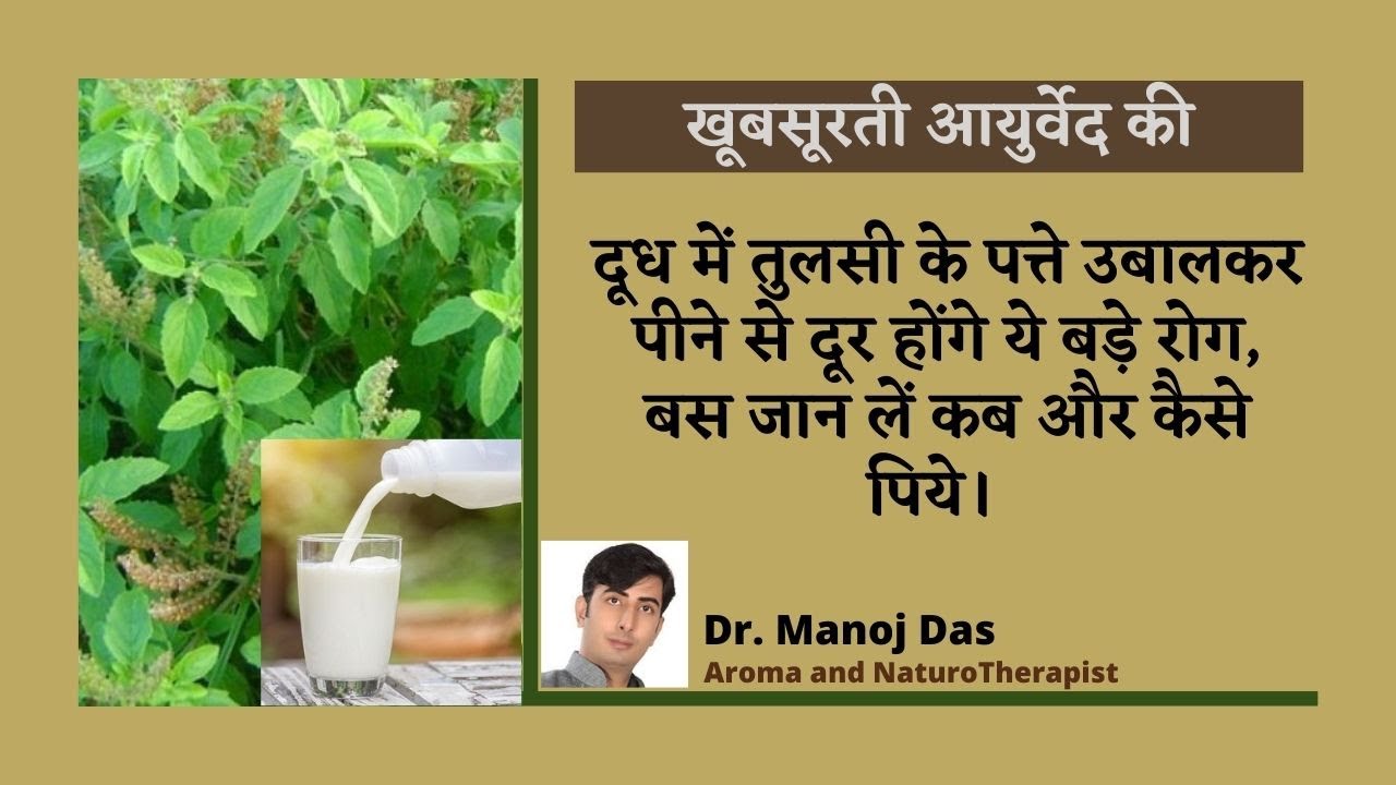 दूध में तुलसी के पत्ते उबालकर पीने से दूर होंगे ये बड़े रोग, बस जान लें कब, कैसे पिये।  Dr. Manoj Das