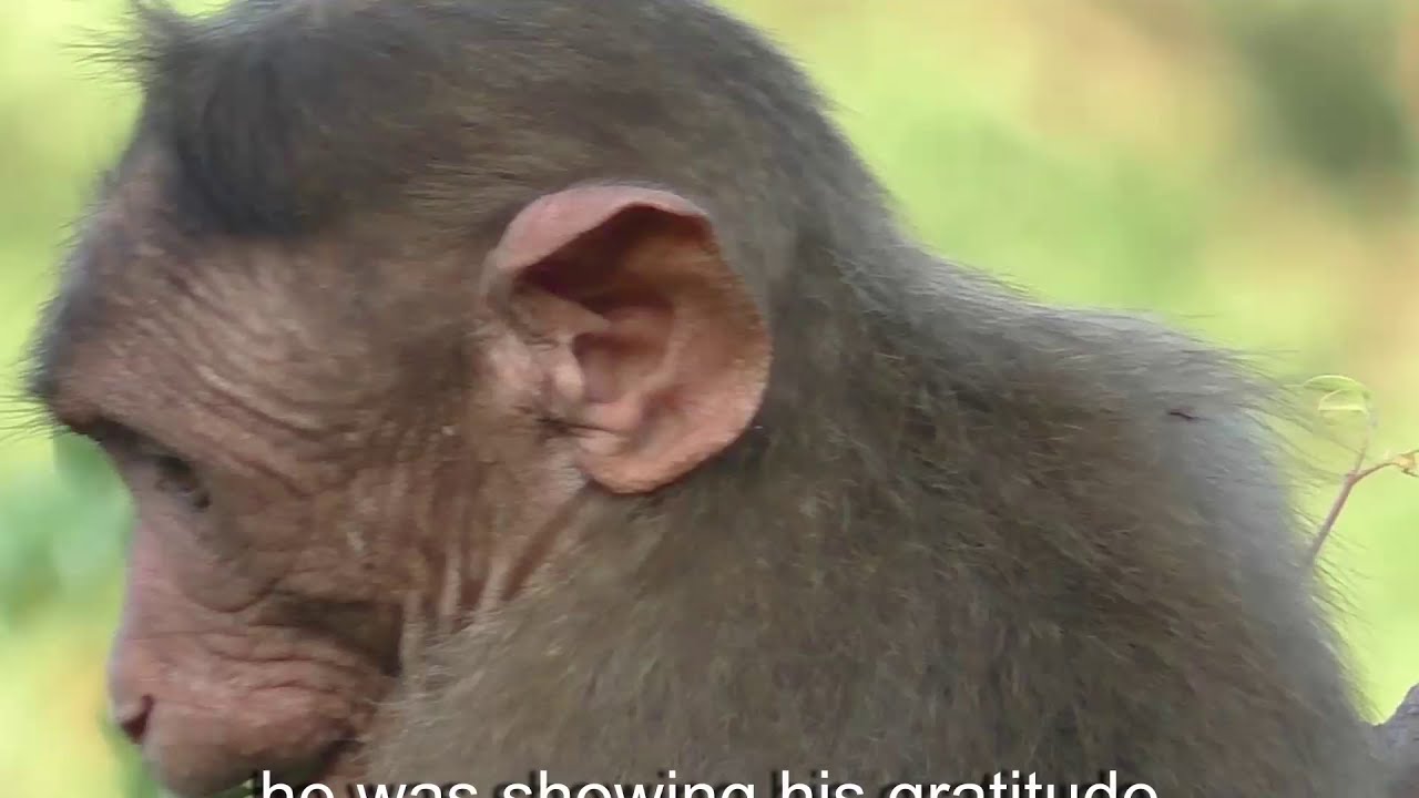 No Monkey Business | Wild Monkeys plucking drumsticks for humans | why? watch till end