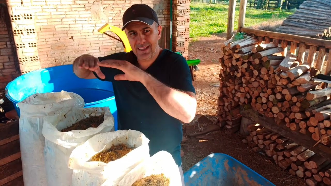 Abrimos a silagem ensacada! Veja os resultados! - Vd 42