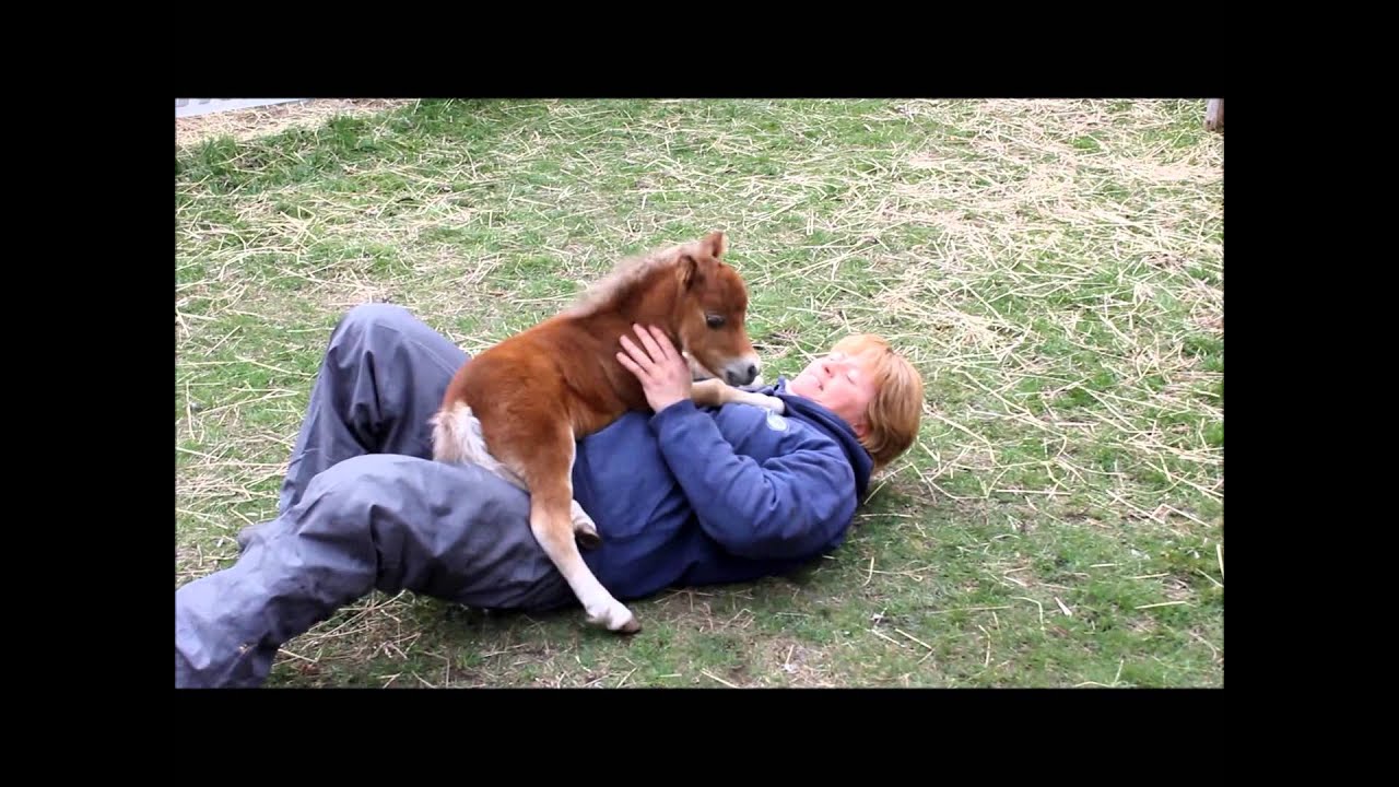 SPÉCIAL...Poulain miniature horse, vraiment spécial au Ranch BBSM