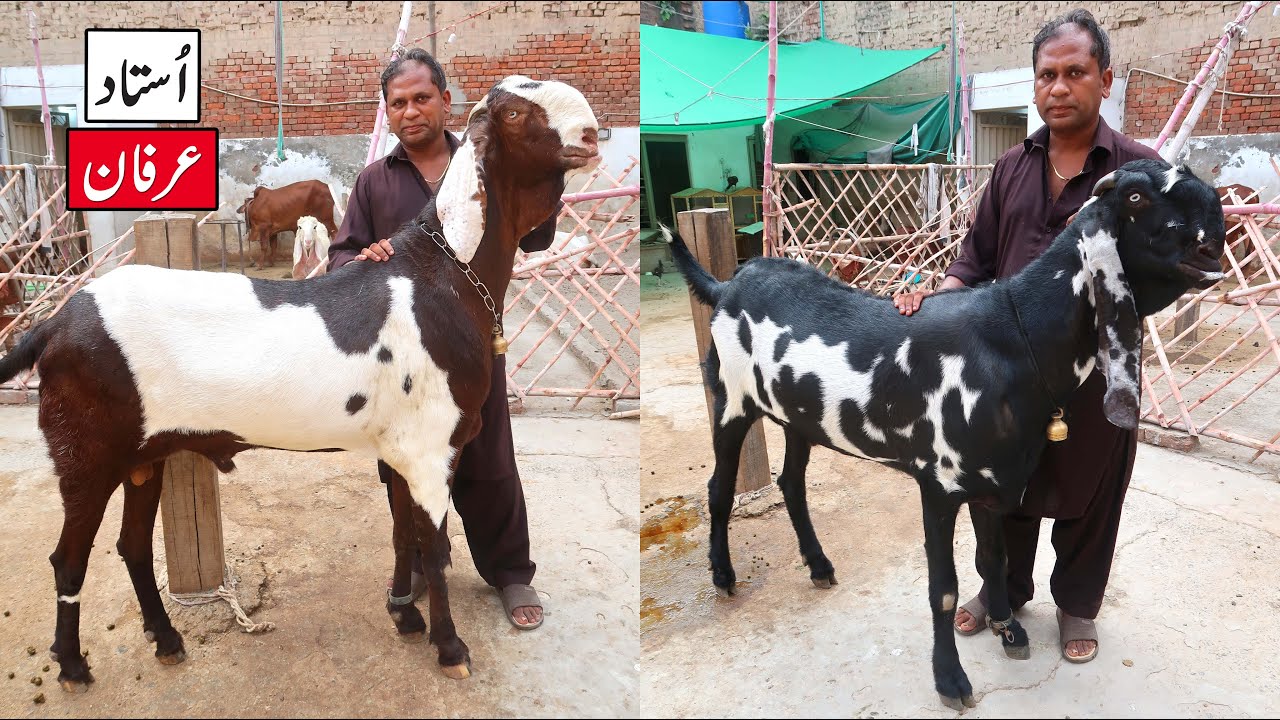 Biggest Goats & Kajlay Chatray For Competition Ustad Irfan Lahore 2023