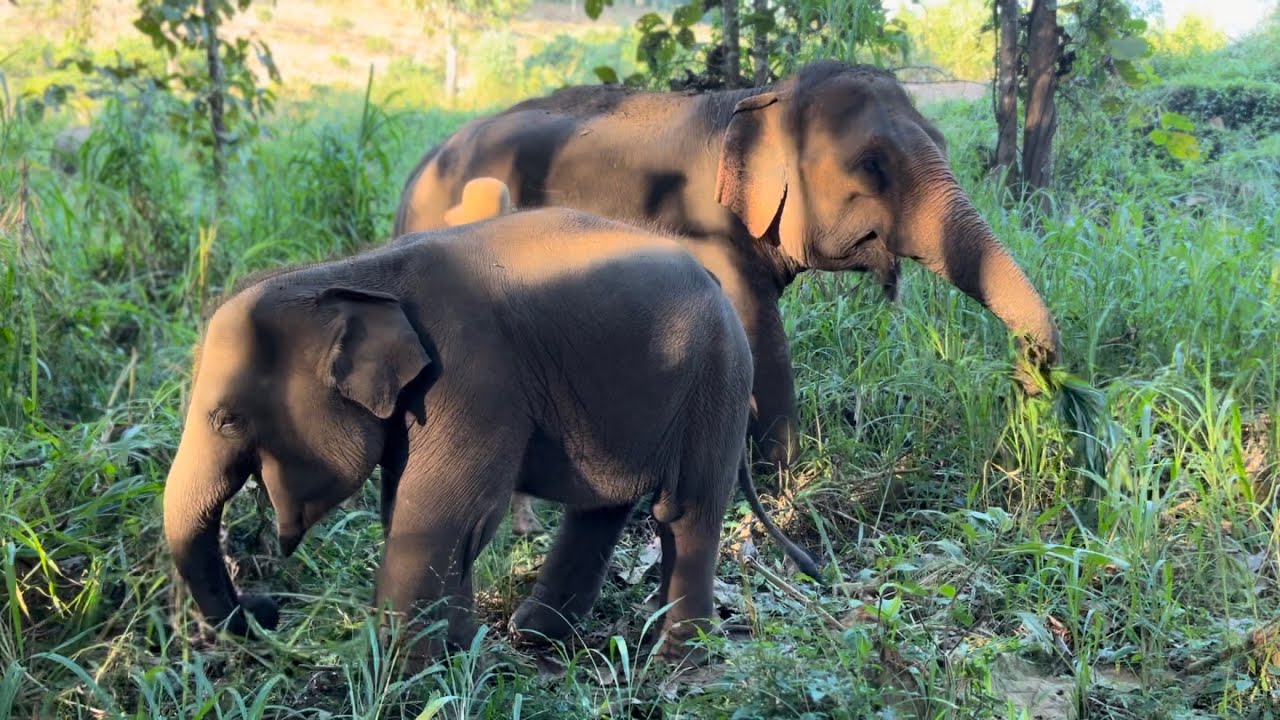 ASMR WITH ELEPHANTS! 🐘