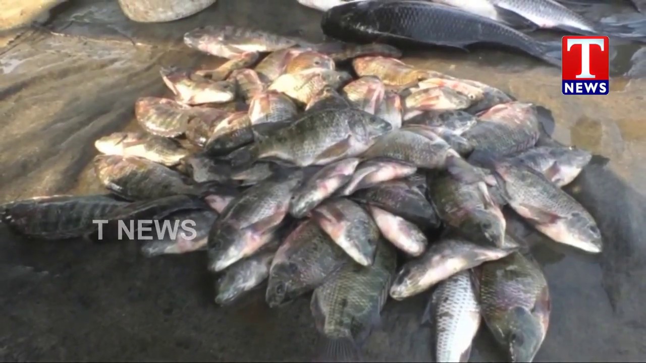 Special Report on Fisheries Department | Telangana | TNews live Telugu